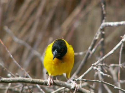 Bunter Vogel