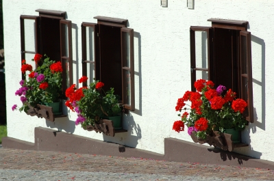 Blumenfenster in Tauplitz