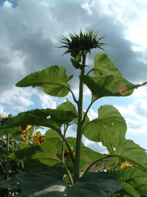 Sonnenblume in voller Größe