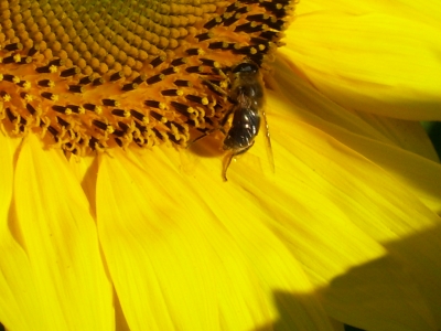 Blume mit Biene 1