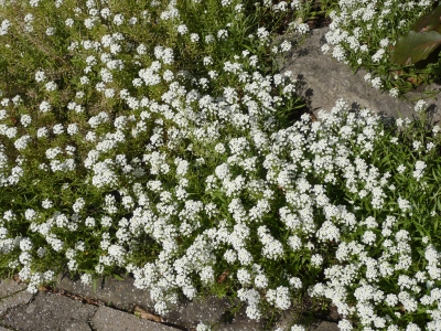 Blätter u. Blumen