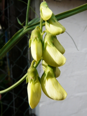 Hängende Blüten