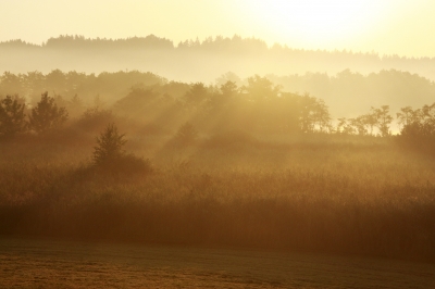 Morgenlicht