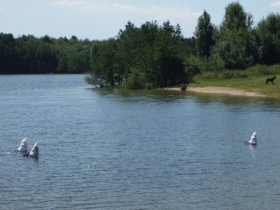 Köpfchen in das Wasser, Schwänzchen in die Höh