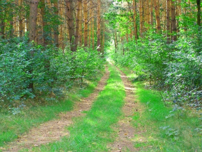 Schöner Waldweg 2