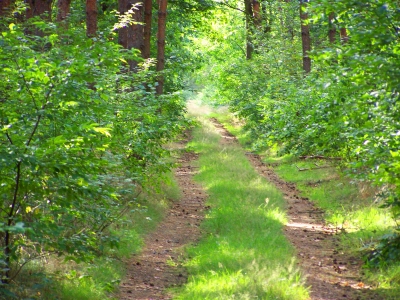 Schöner Waldweg 3