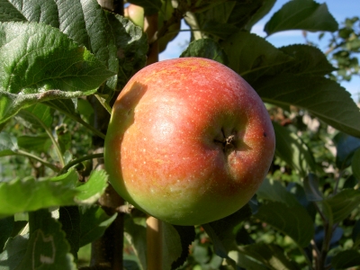 Apfel 2008