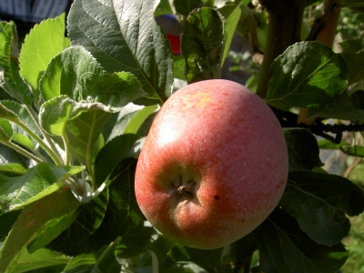 Bio-Apfel