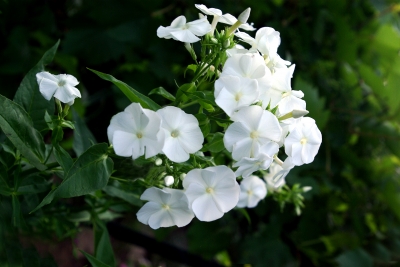 Blüten 2 -  weißer Phlox