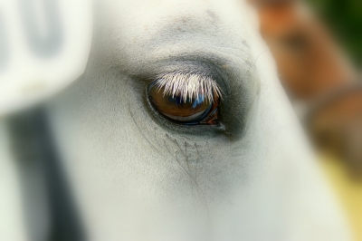 Auge des Pferdes