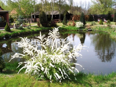 Teich alte Mühle