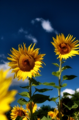 Sonnenblumen und blauer Himmel