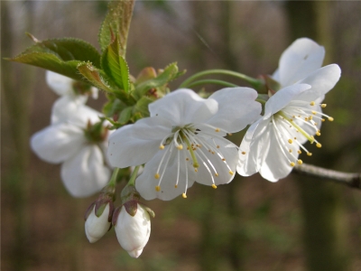 Frühlingsblüten