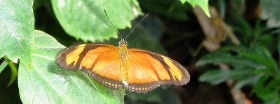 Schmetterling