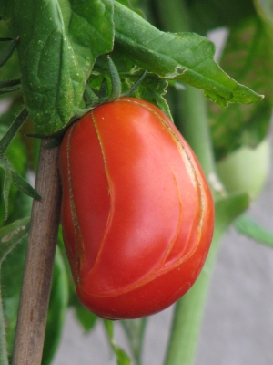 Balkontomate