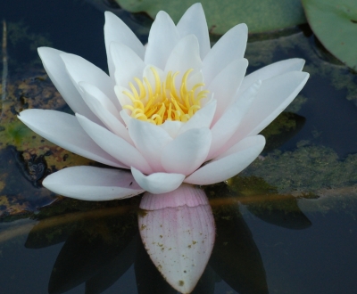 Seerose in unserem Gartenteich