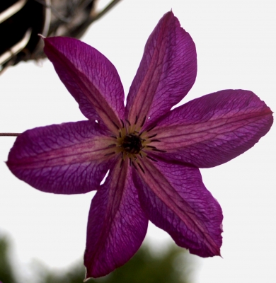 Clematis