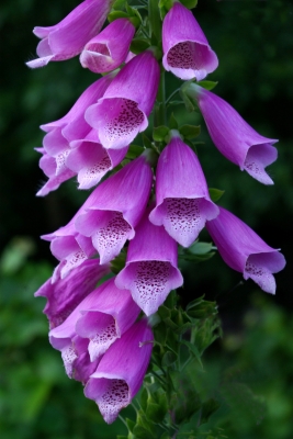 Blüten 1 - Fingerhut
