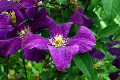 Blüten 14 - Clematis