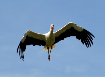 Freiflug nach Afrika_1