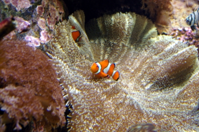 Nemo