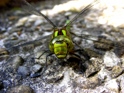 Porträt einer Libelle Odonata