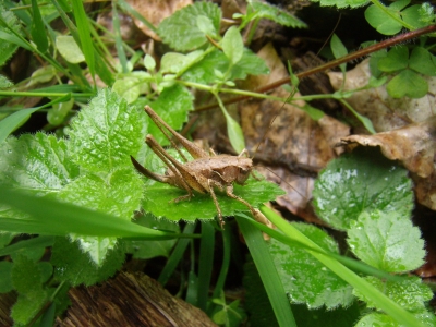 Gemeine Strauchschrecke