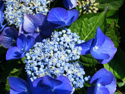 blaue Hortensie