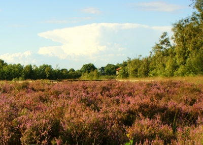 Blühendes Hochmoor