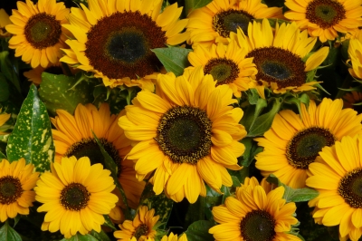 Sonnenblumen Textur