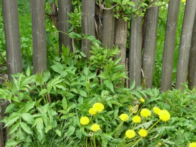 Alter Zaun mit Blumen