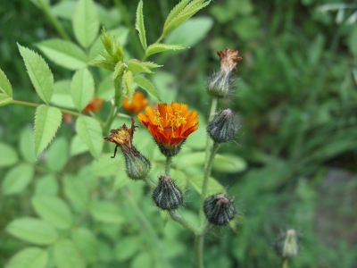 Blüte in orange