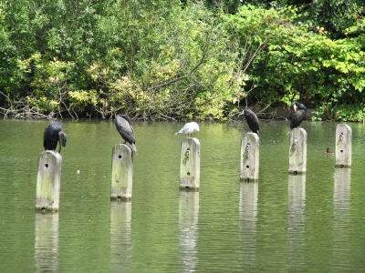 Möwen und andere Vögel im Kensington Park - London/UK