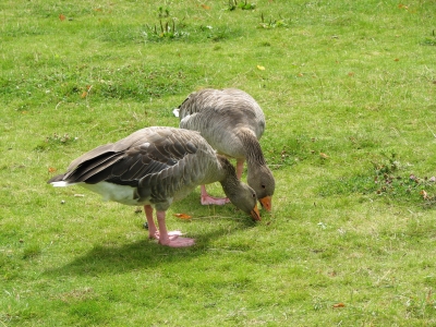 Gänse im Hyde Park - London/UK