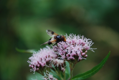 Waldschwebfliege