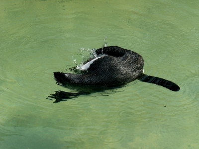 Wasserspiel