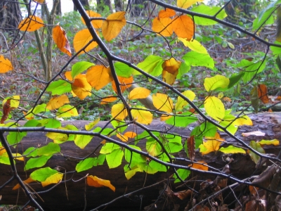 Die ersten Herbstblätter