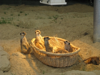 Erdmännchen im Kölner Zoo
