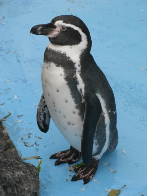 Pinguin im Kölner Zoo