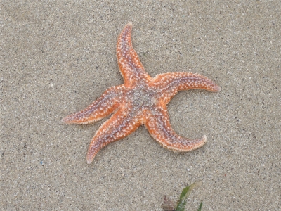 Seestern am Strand