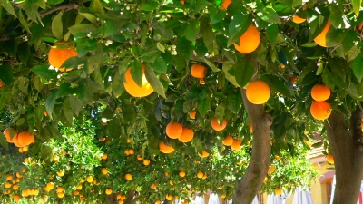 Orangen am Baum zum Pflücken