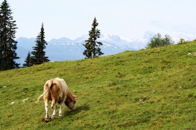 Auf der Tauplitz... die Wiener Vorstadt !!!