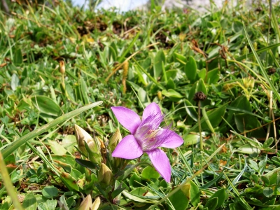 Blumen auf der Alm