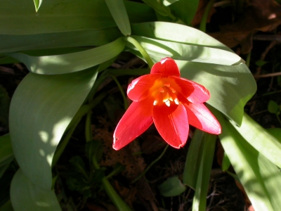 Rote Tulpe