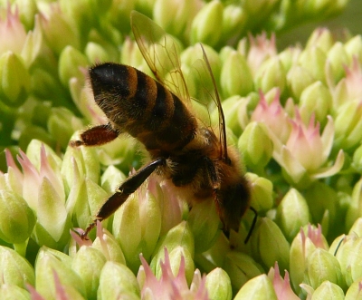 flotte Biene auf fetter Henne