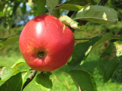 schöner Apfel