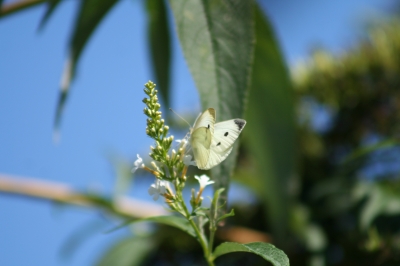 Schmetterling