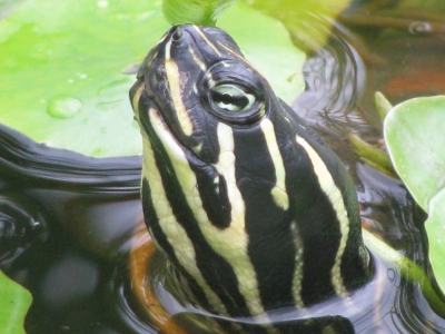 Neugierige Schildkröte