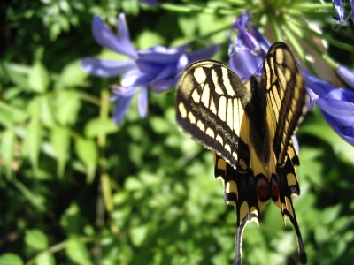 Schmetterling