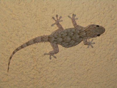 Spanischer Gecko